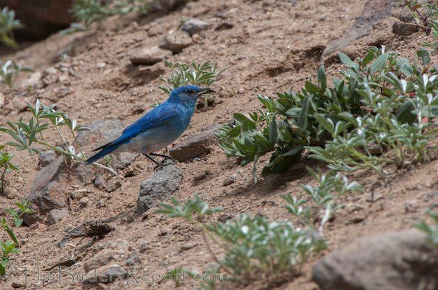 Mountain Bluebird Male at Lassen Volcanic National Park