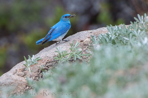 Mountain Bluebird Male at Lassen Volcanic National Park