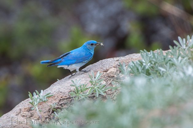 Mountain Bluebird Male at Lassen Volcanic National Park