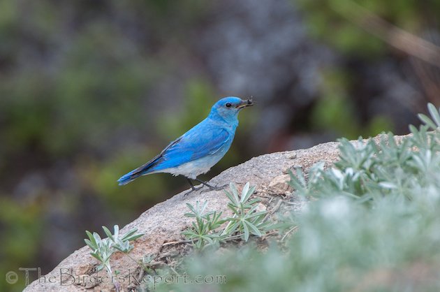 Mountain Bluebird Male at Lassen Volcanic National Park