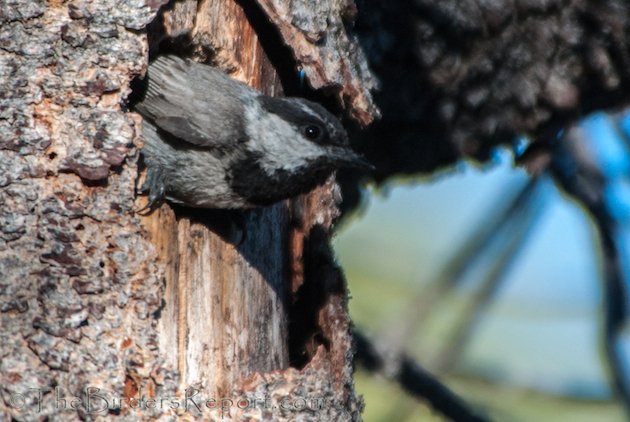 Mountain Chickadee