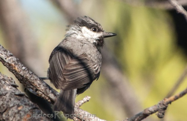 Mountain Chickadee