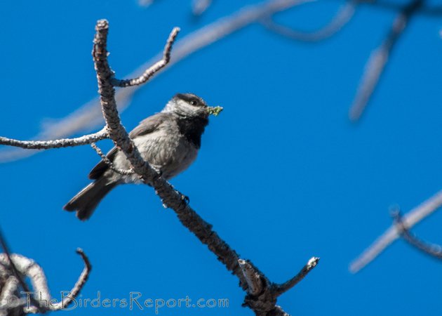 Mountain Chickadee