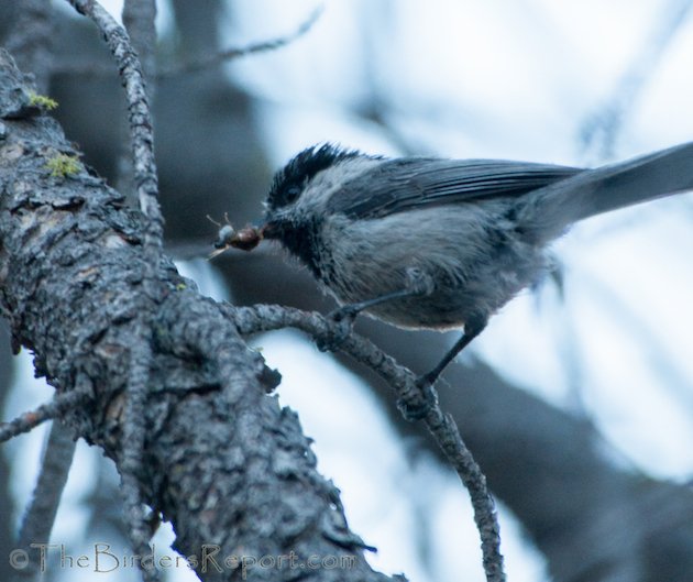 Mountain Chickadee