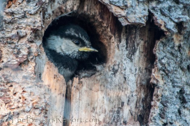 Mountain Chickadee Nestling