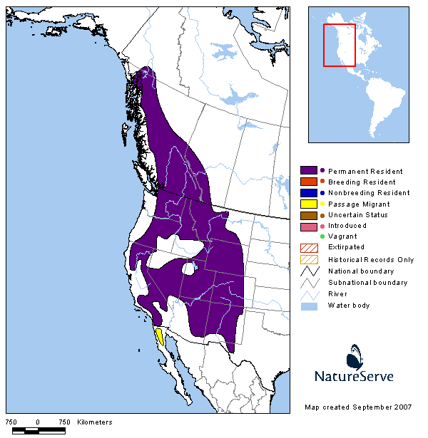 Mountain Chickadee Range Map