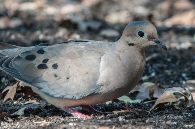 Mourning Dove