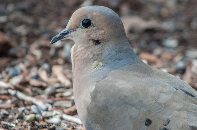 Mourning Dove Close Up