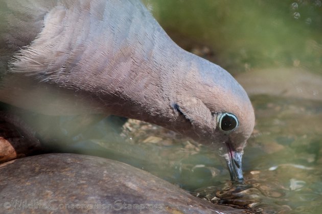 Mourning Dove