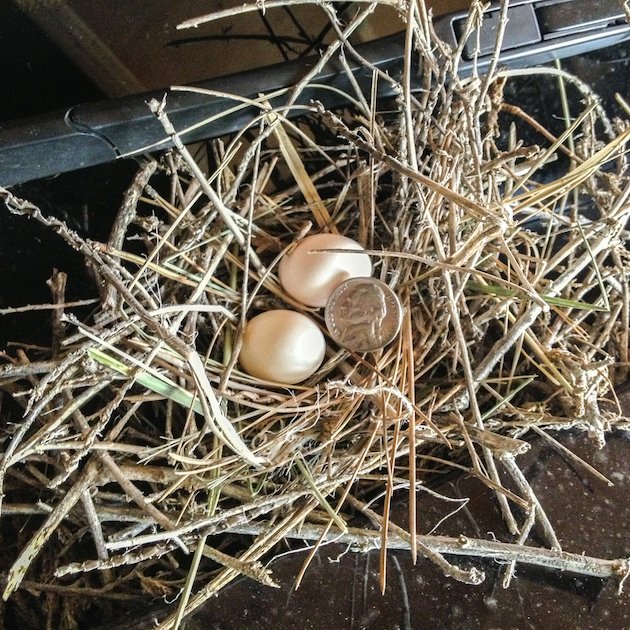 Mourning Dove Nest & Eggs On Top of Car