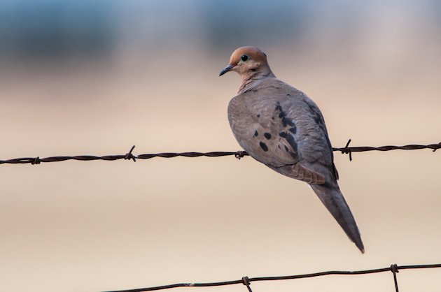 Mourning Dove