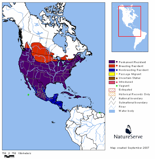 Mourning Dove Range Map