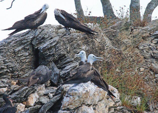 Magnificent Frigatebirds on islet