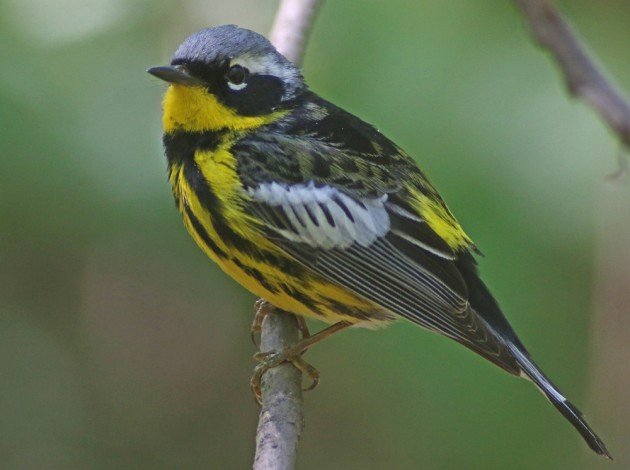 Magnolia Warbler at the waterhole