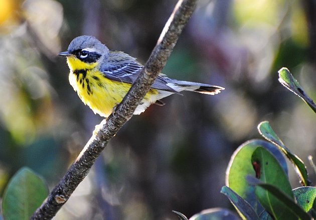 Magnolia Warbler