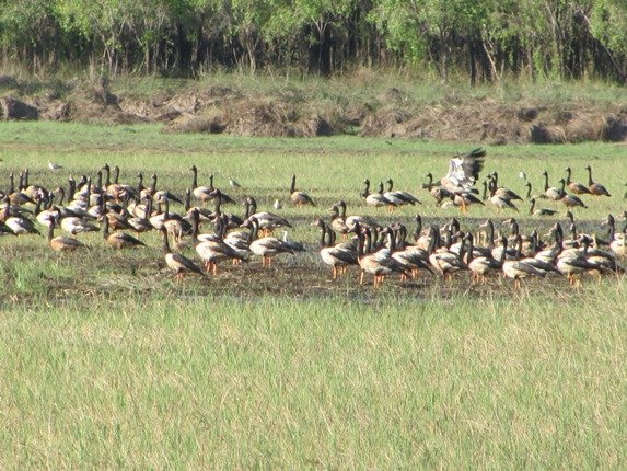 Magpie Geese (2)