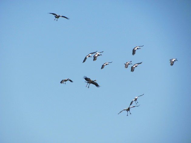 Magpie Geese (2)
