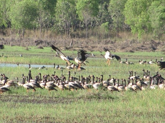 Magpie Geese (3)