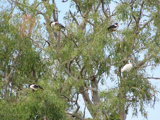 Magpie Geese and Royal Spoonbill