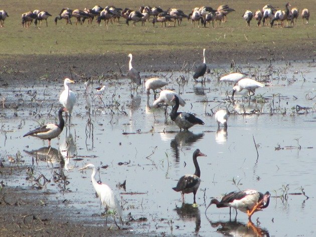 Magpie Geese, herons & egrets