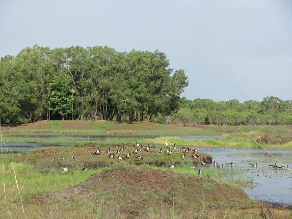 Magpie Geese & picnic area