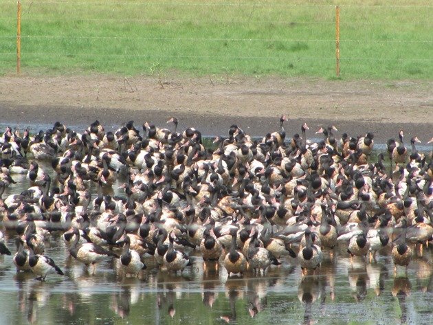 Magpie Geese