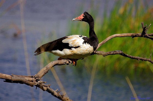 Magpie Goose by John Skewes