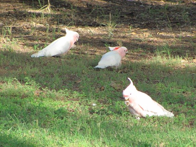 Major Mitchell's Cockatoos (2)