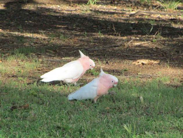 Major Mitchell's Cockatoos (3)