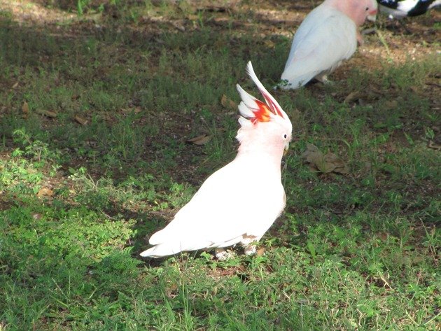 Major Mitchell's Cockatoos (4)