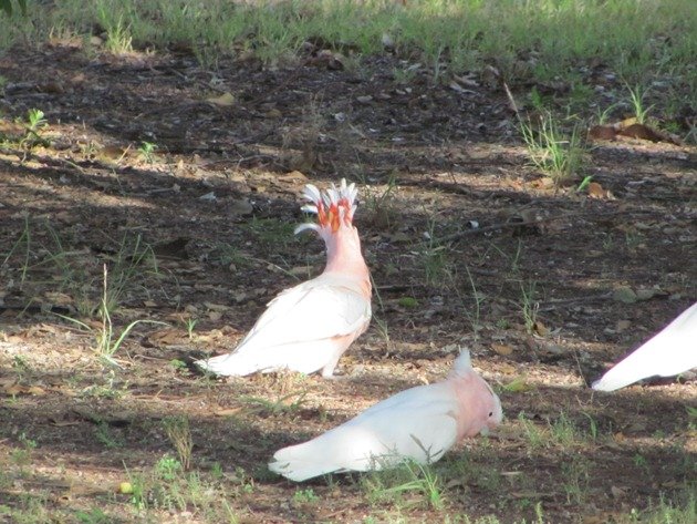 Major Mitchell's Cockatoos (5)