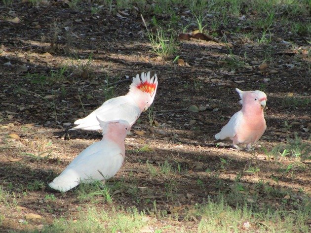 Major Mitchell's Cockatoos (6)