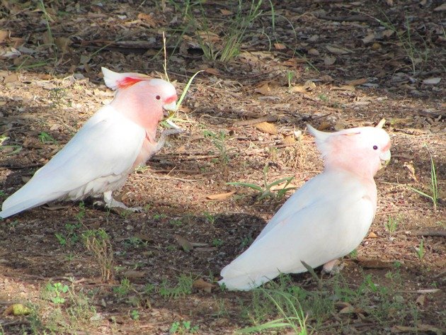 Major Mitchell's Cockatoos (7)