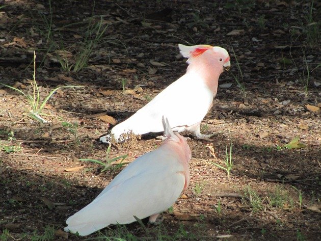 Major Mitchell's Cockatoos (8)