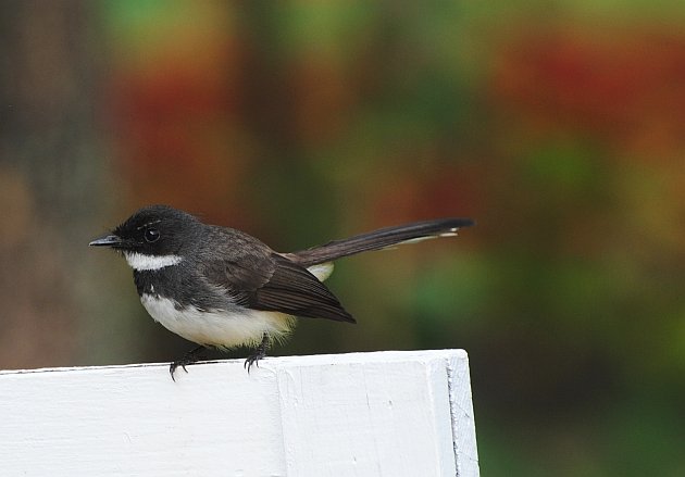 Malaysian Pied-Fantail