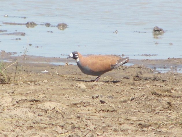 Male Flock Bronzewing (2)