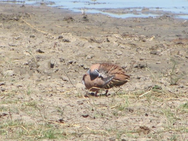 Male Flock Bronzewing (4)