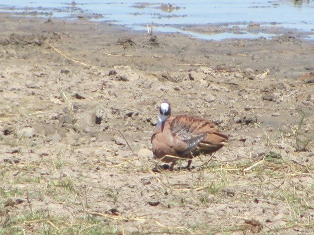 Male Flock Bronzewing (5)