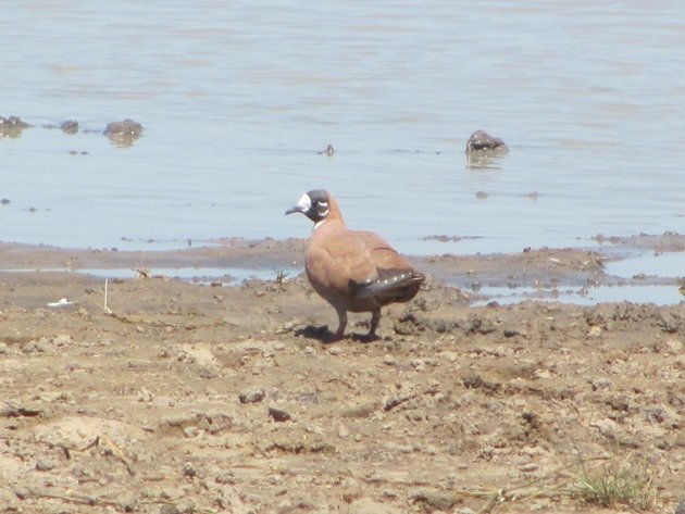 Male Flock Bronzewing