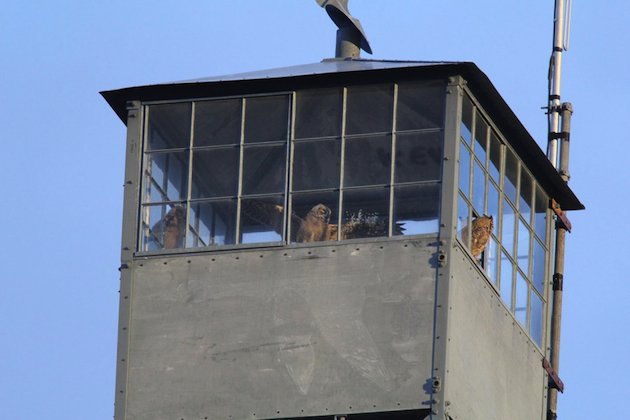 Great Horned Owls at Malheur NWR Lookout