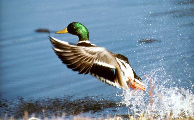 Mallard drake