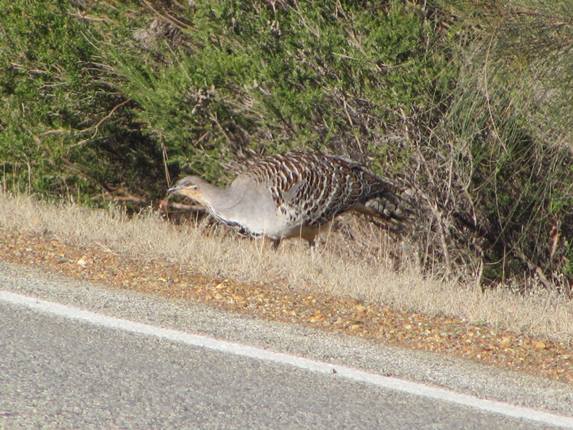 Malleefowl  (2)