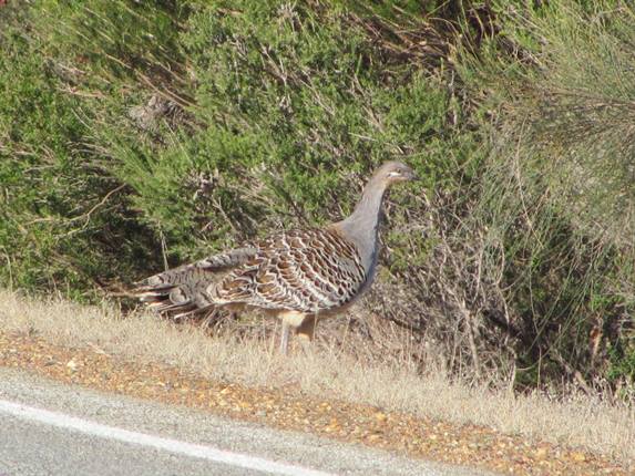 Malleefowl  (3)