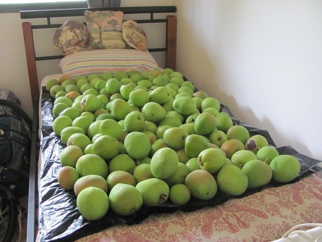 Mango ripening