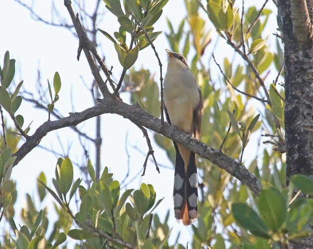 Mangrove Cuckoo