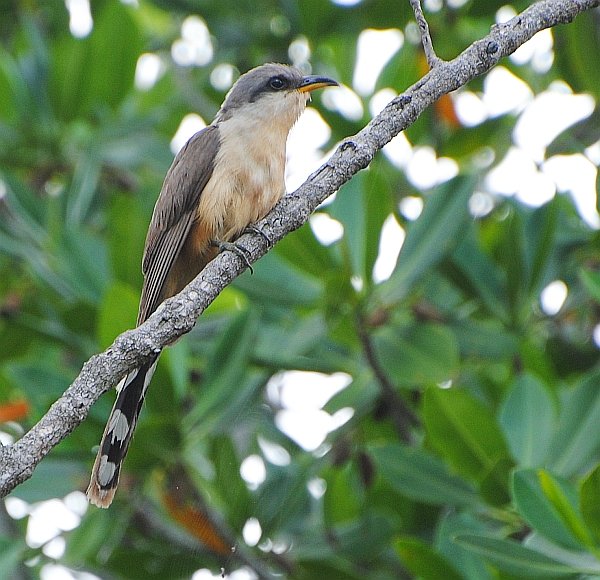 Mangrove Cuckoo 2014 Jun 02
