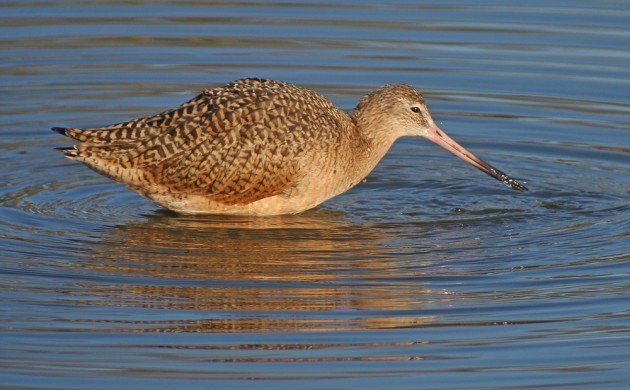 Marbled Godwit