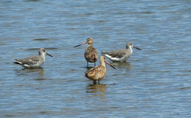 Marbled Godwit and Willets