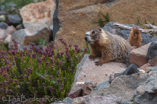 Yellow-bellied Marmot