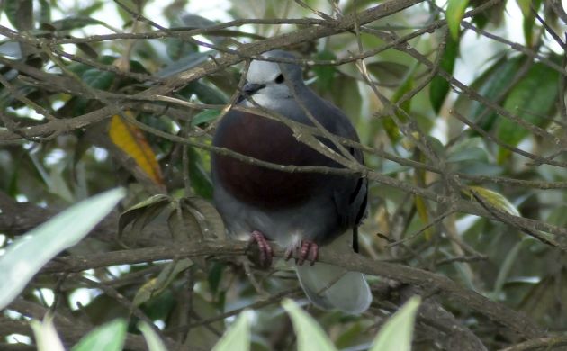 Maroon-chested Ground-Dove 1